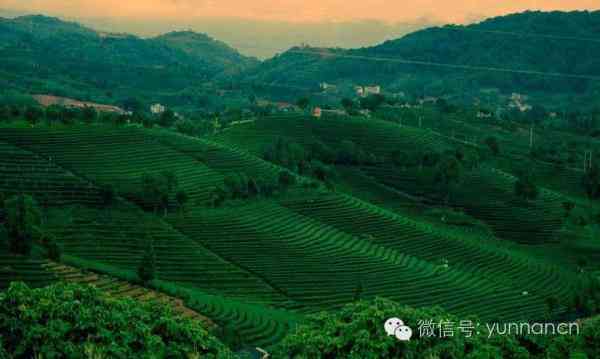 江省内普洱茶各排行