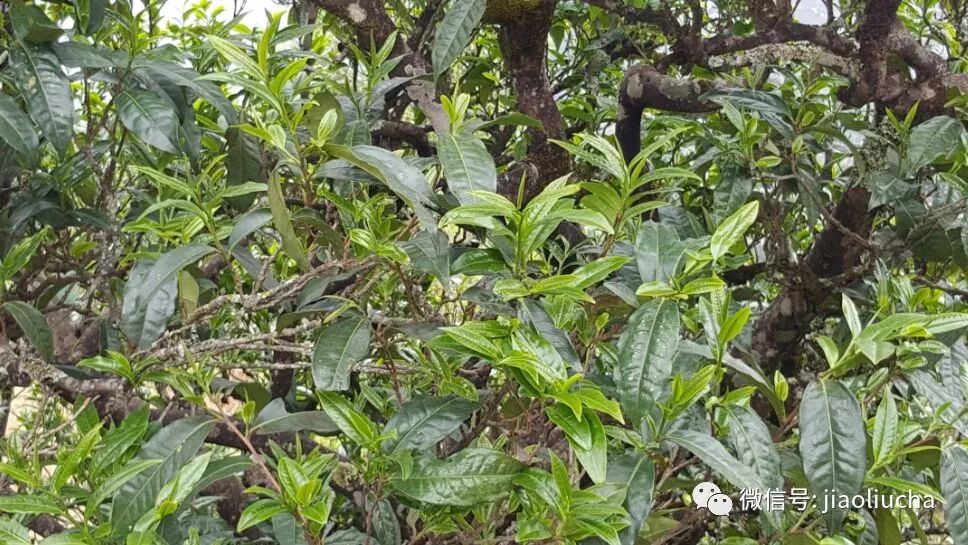 新冰岛独特土孕育的古树普洱茶，珍贵稀有，一斤售价揭秘