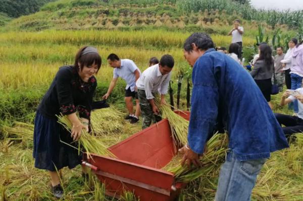 普洱茶里面黄色颗粒是什么