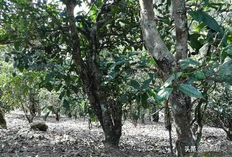 云南著名普洱茶推荐：品鉴古树茶、陈年老茶、珍藏名品