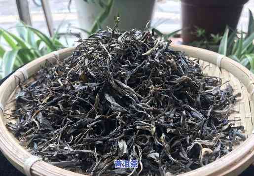 普洱茶生茶之王的品种：哪个品种更优？