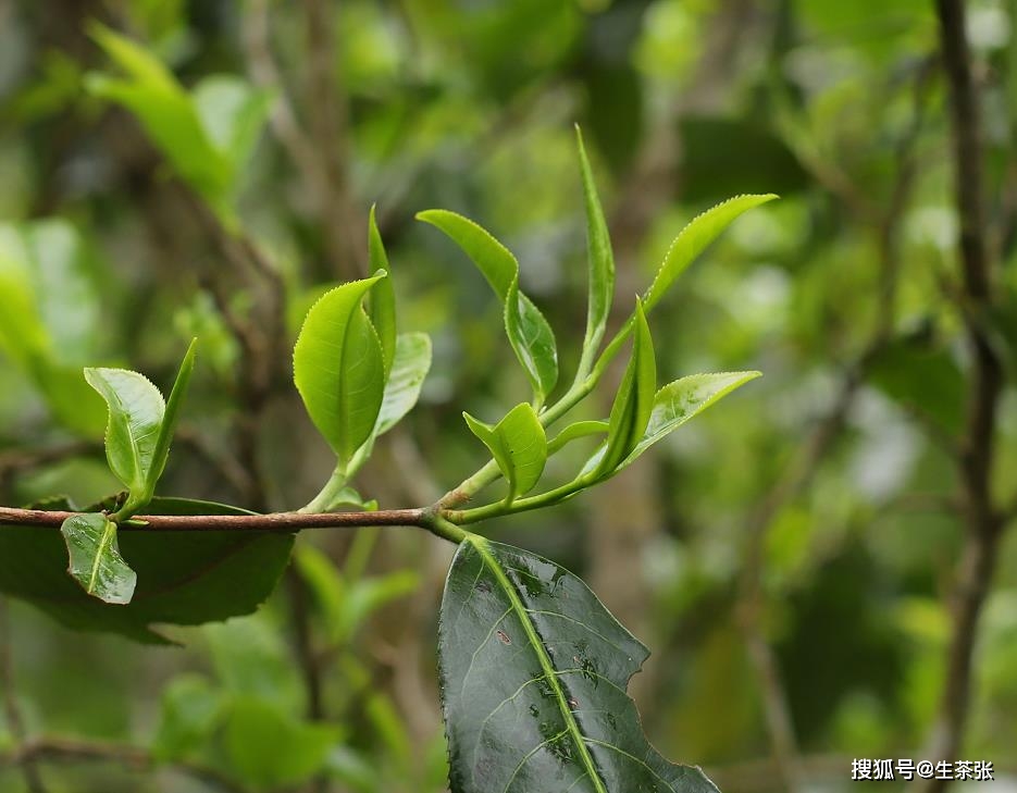 掌握这些技巧，轻松鉴别普洱茶古树茶的真伪