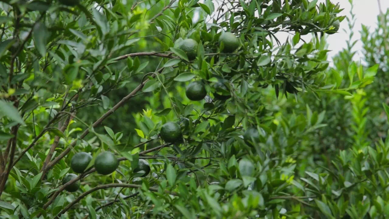 普洱茶祛痰不伤胃吗为什么