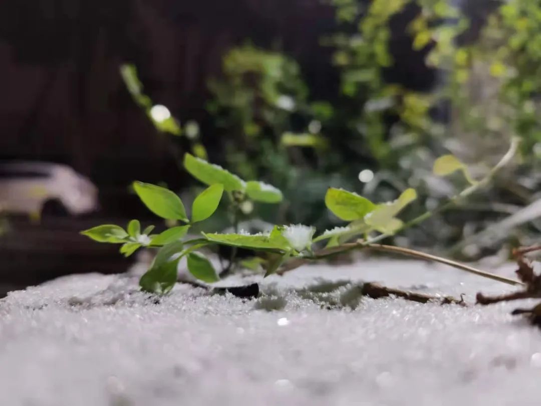 翡翠绿带白絮新飘逸如仙子的绿绶带，轻柔如雪花的白羽毛