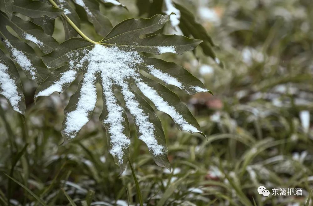 翡翠绿带白絮新飘逸如仙子的绿绶带，轻柔如雪花的白羽毛