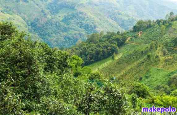 临沧巴古普洱茶的生产基地及其特点：探索云南茶叶产业的核心地带