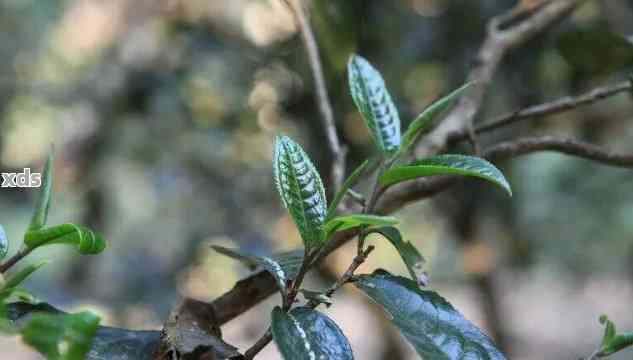 普洱茶叶子大的好还是叶子小好：探究普洱茶大小叶的口感差异