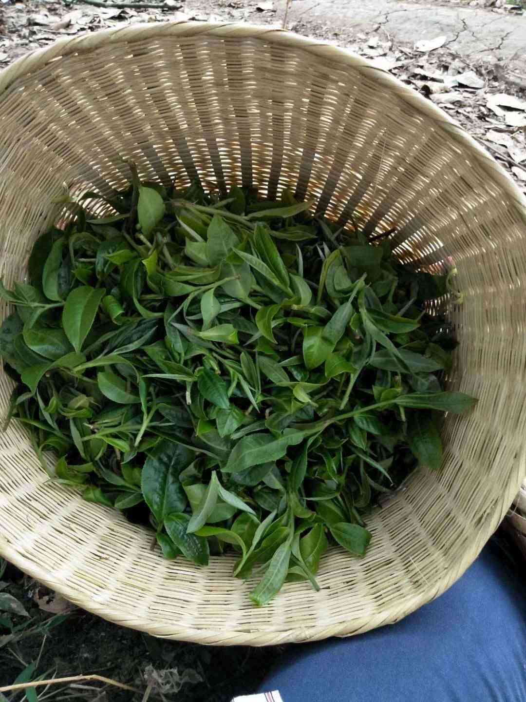 普洱茶炒茶口味有哪些种类的茶叶