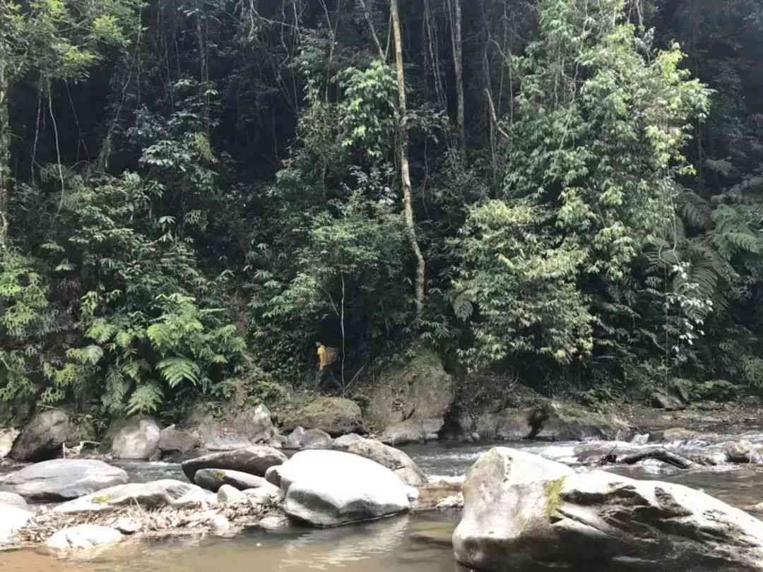 普洱茶炒茶口味有哪些种类的茶叶