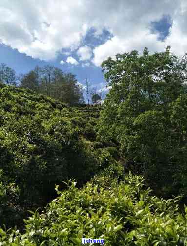 新探寻普洱茶源头：丽江的正宗茶是否真实存在？