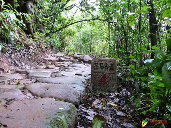 云南普洱茶之旅：探寻古树茶文化、品味地道茶香、感受茶马古道的历印记