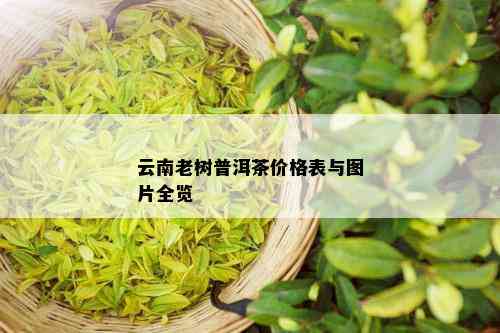 云南普洱茶老树茶价格及品质分析