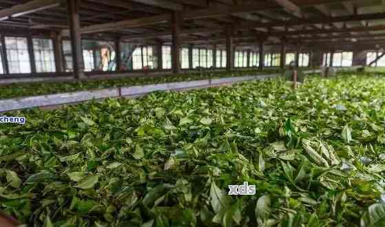 普洱茶源：传统制茶工艺与现代科技相结合的茶厂