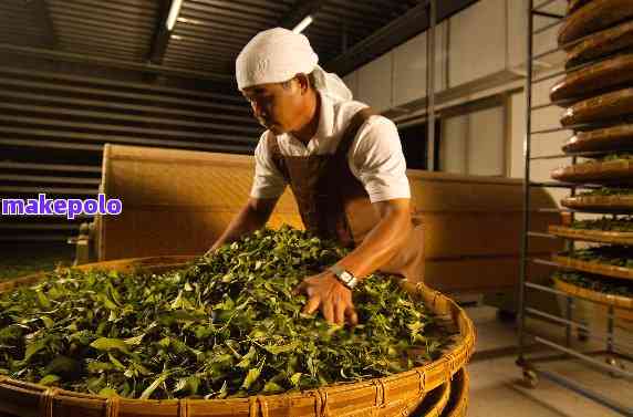 普洱茶源：传统制茶工艺与现代科技相结合的茶厂