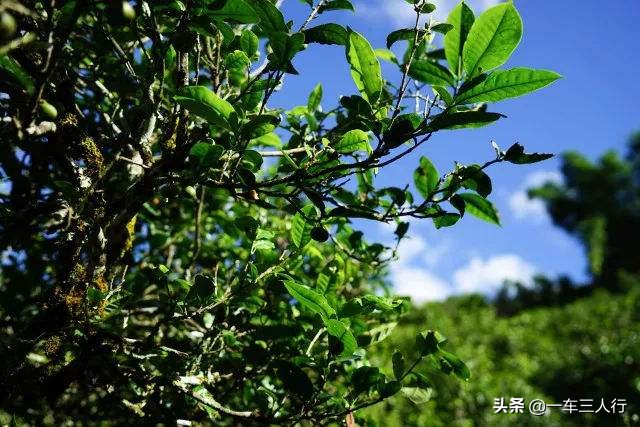 甜味多的普洱茶哪些好喝？