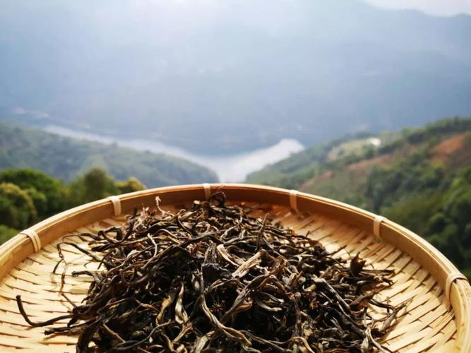 普洱茶老家：茶叶揭秘