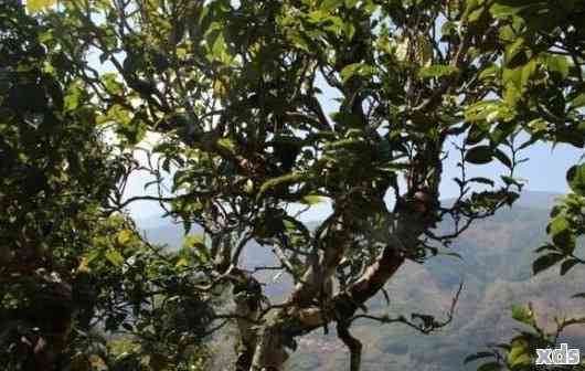 探索普洱茶台地茶的独特风味及其色泽：一场视觉与味觉的宴