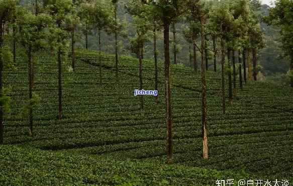 探索普洱茶台地茶的独特风味及其色泽：一场视觉与味觉的宴