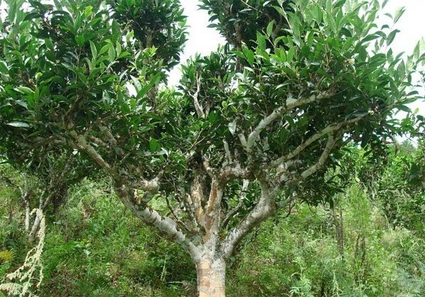 普洱茶：古树与台地的风味对比，揭示两种茶的独特魅力