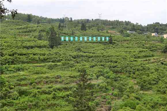 普洱茶的种植地区：产地及主要种植基地概述