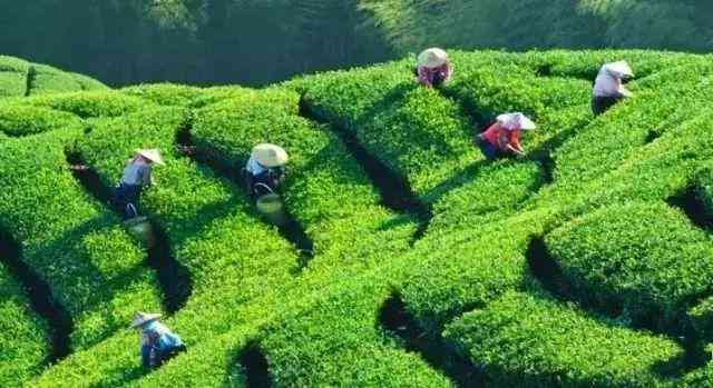 人对普洱茶的喜好程度：了解他们的消费惯、品饮体验和文化背景