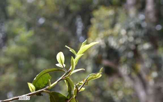 普洱茶春茶与茶的对比：哪个节的茶叶更好？