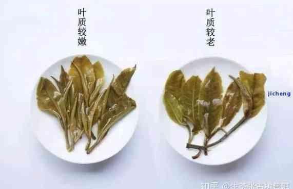 普洱茶春茶与茶：茶叶底色对比解析，让你一眼辨识不同节的品质