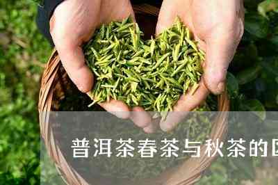 普洱茶春茶茶秋茶的特点和区别