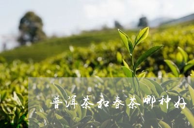 普洱茶春茶茶对比哪个好