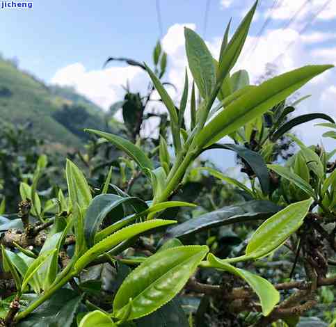 普洱茶帕沙古树价格2020年，2021帕沙普洱茶价格走势与品质分析