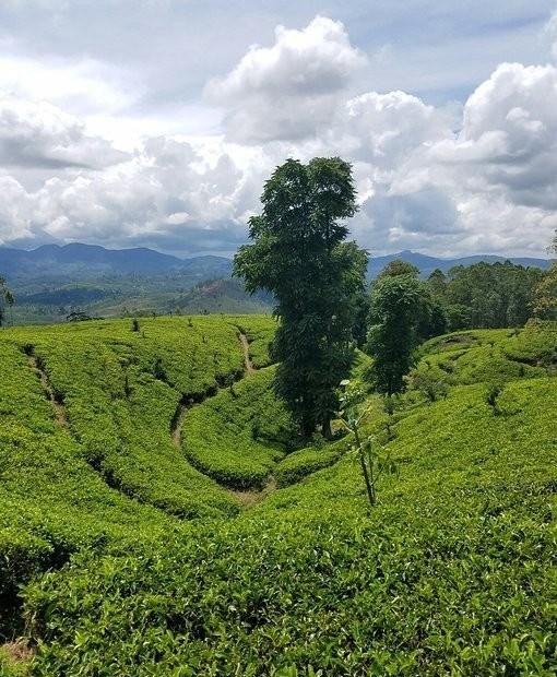 '哪里的普洱茶好喝还便宜？探究更优质的茶叶产地'