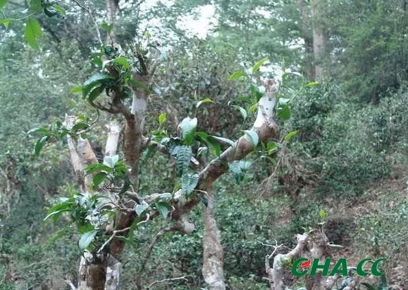 布朗山普洱茶区：古树茶的天堂，品味云南的味道