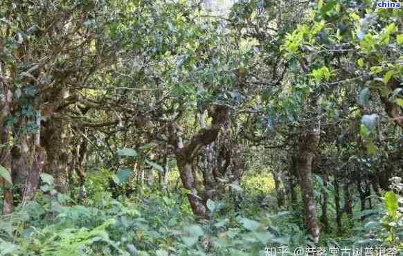 布朗山普洱茶哪些寨子有卖