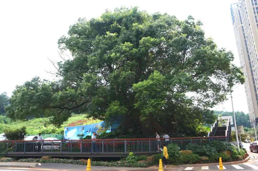 长沙市区古树名木及千年古树介绍与农家乐电话咨询