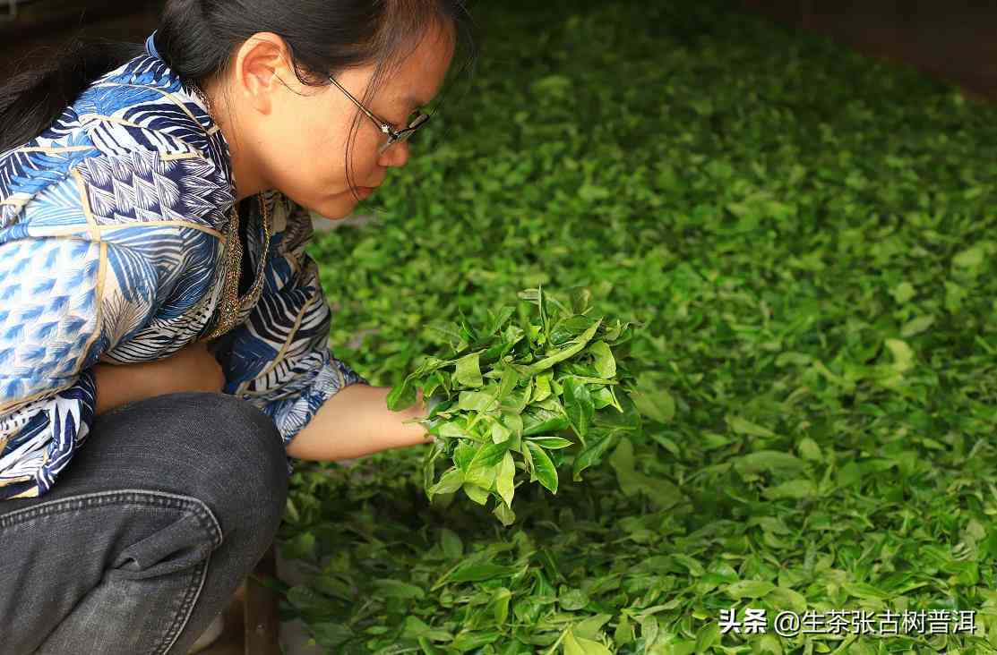 普洱茶各产区的区别和特点：云南三大产区的口感区分