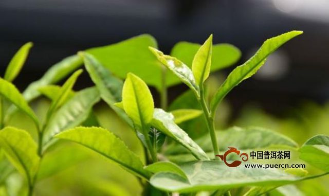 普洱茶春茶与秋茶的区别及其采摘时间：哪个节更优？