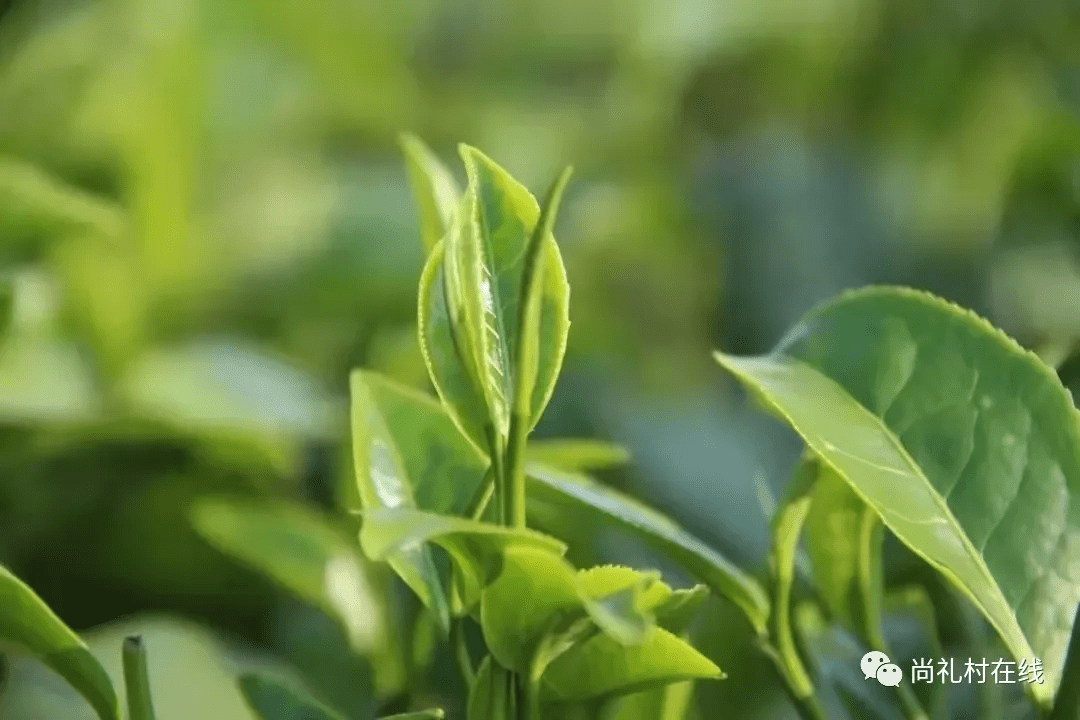 普洱茶春茶与秋茶的区别及其采摘时间：哪个节更优？