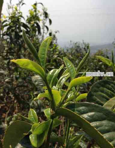 普洱茶春茶与秋茶的采摘时间差异及其品鉴技巧