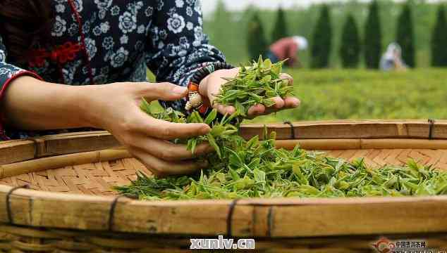 普洱茶春茶与秋茶的采摘时间差异及其品鉴技巧