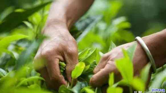 普洱茶的制作工艺与口感：春茶与秋茶的区别