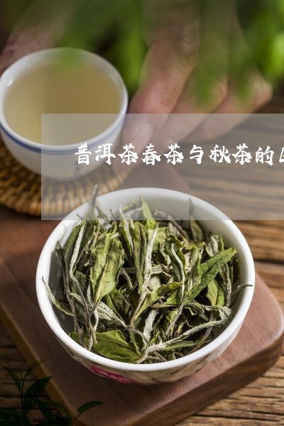 普洱茶春茶和秋茶时间区别