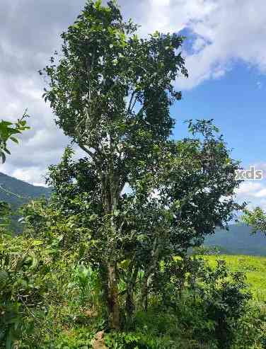 保普洱茶生茶的秘诀：避免阳光直射和降低湿度的有效方法