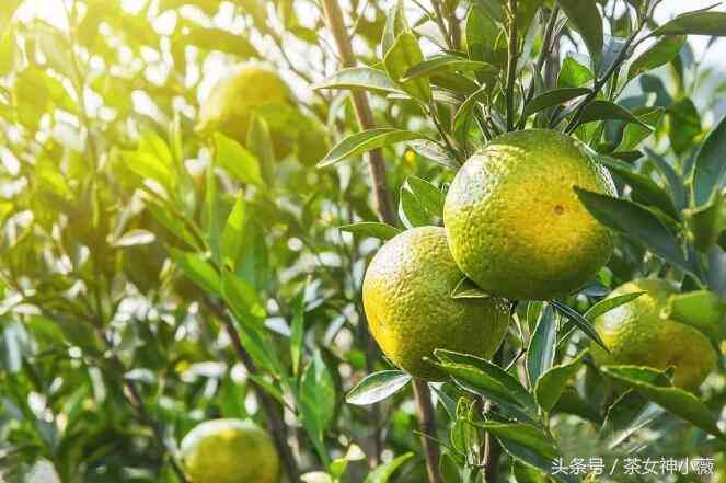 青柑普洱茶适合女性饮用吗？探讨其对女性健的益处及注意事项