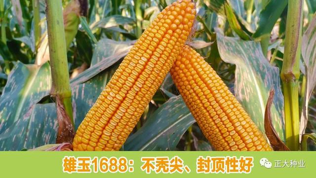 华龙玉999全粒型高产玉米种子简介及审定公告