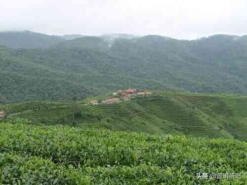 普洱茶的六大山头及其特色茶叶详细介绍