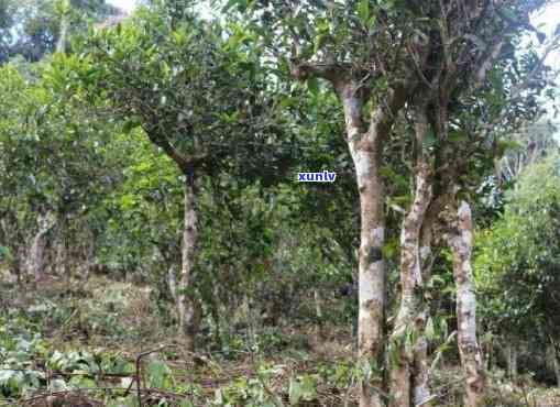 普洱茶的六大山头及其特色茶叶详细介绍