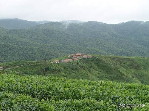 普洱茶最浪漫的山头是哪里