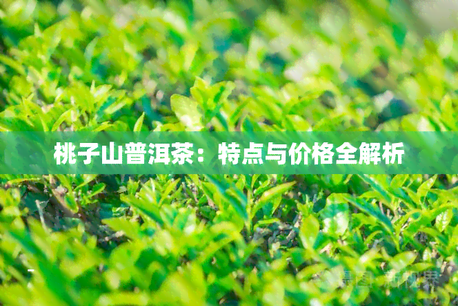 新 桃子寨普洱茶 - 优质茶叶的价格分析，以及与您分享的泡茶技巧