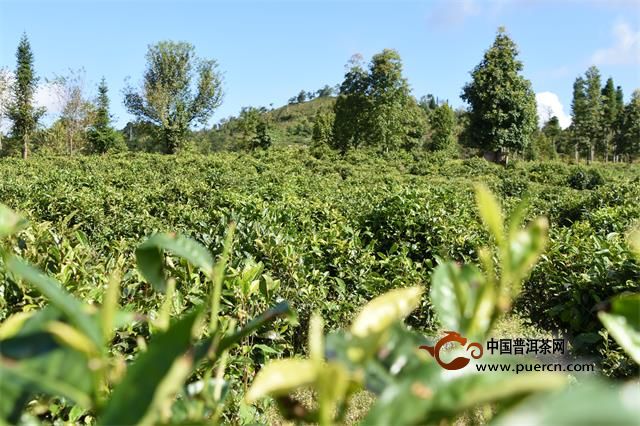 大理优质普洱茶场：一站式茶叶采购平台