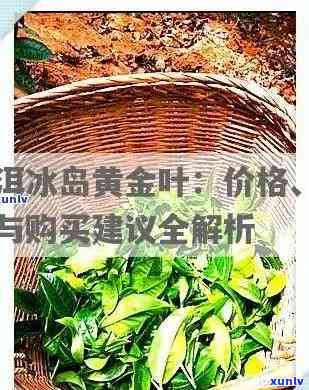 冰岛黄金叶茶饼价格解析：一文全面了解其市场行情与品质